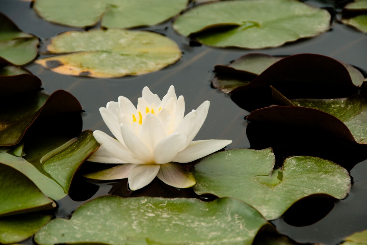 Nénuphar blanc dans une mare