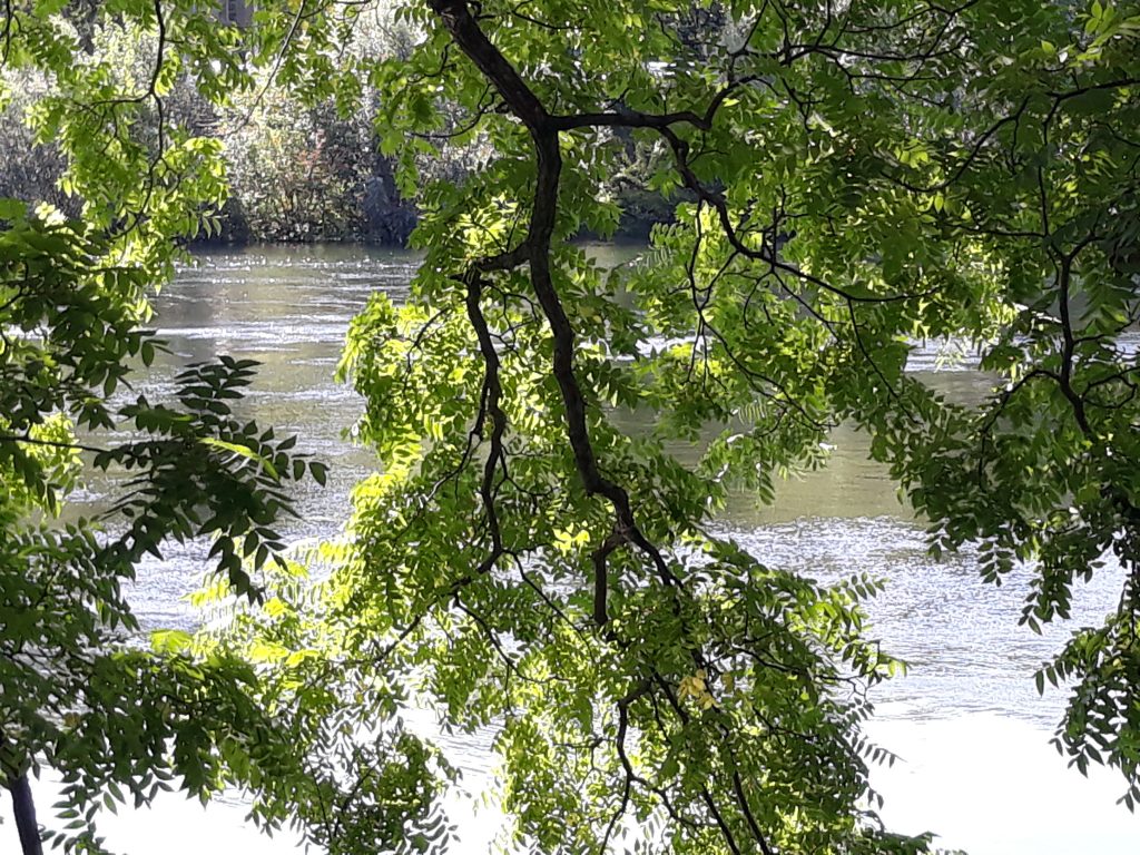 Branches d'arbre au dessus de l'eau